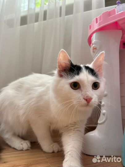 Котенок ищет дом
