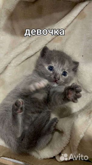 Кошка в дар бесплатно