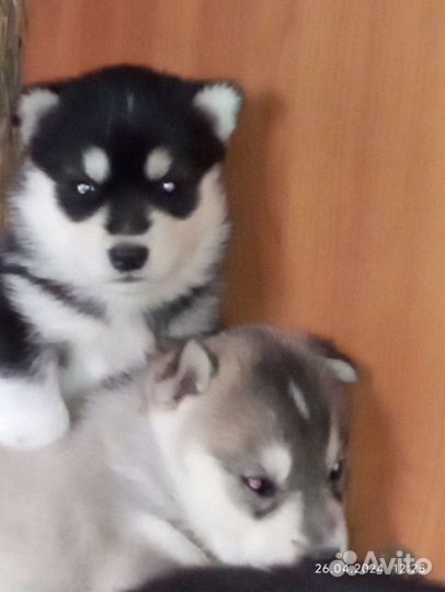 Хаски,девочки