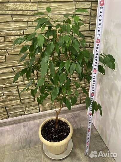 Фикусы Бенджамина Даниэль, Наташа и Кинки