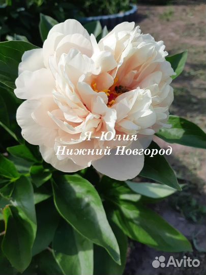 Пион Heather на осень 2023