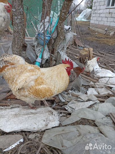 Петухи разных пород