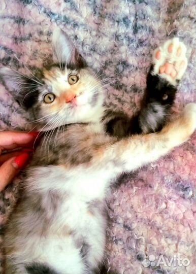 Удивительный котенок в добрые руки