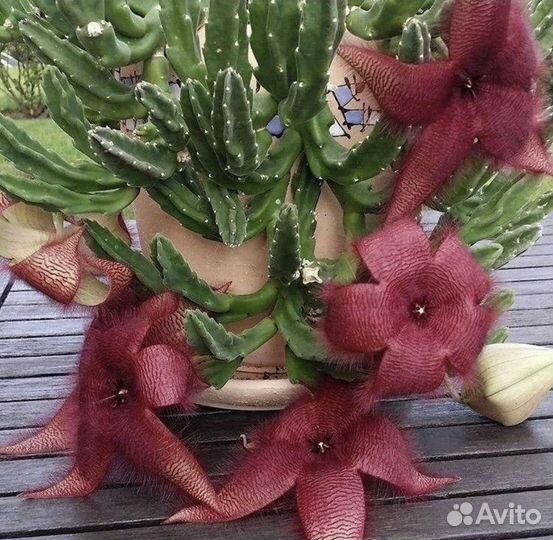 Стапелия,отростки