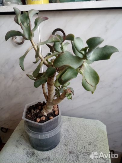 Толстянка бонсай