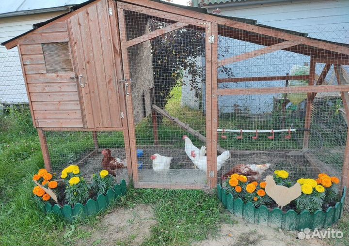 Куры несушки