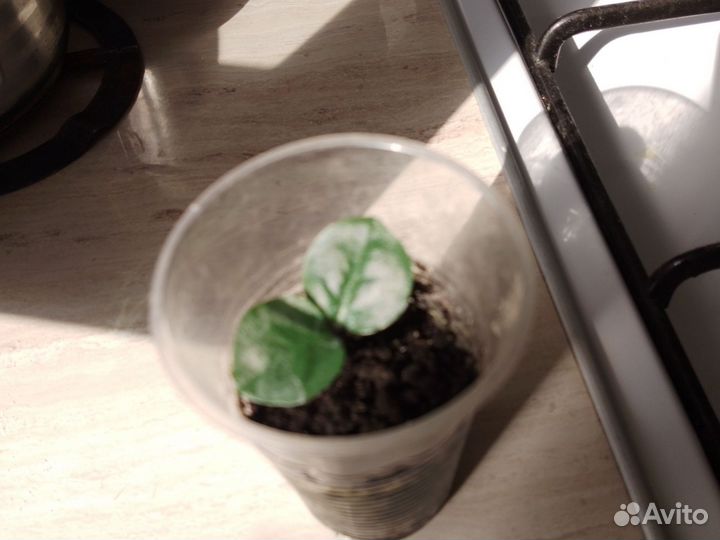 Замиакулькас