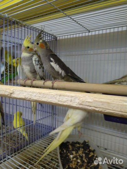 Кореллы птенцы малыши