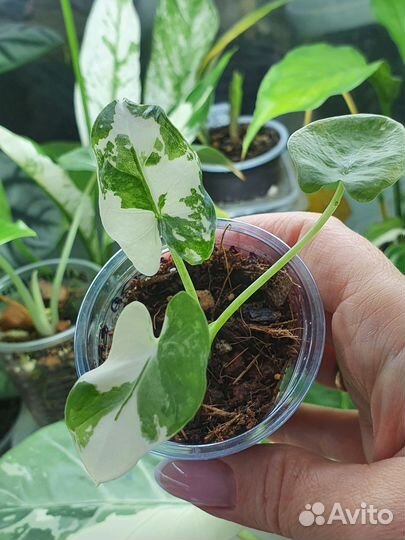 Алоказия макрориза вариегатная