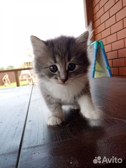 Котята в добрые руки бесплатно