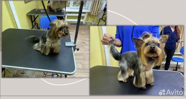 Грумер, стрижка собак