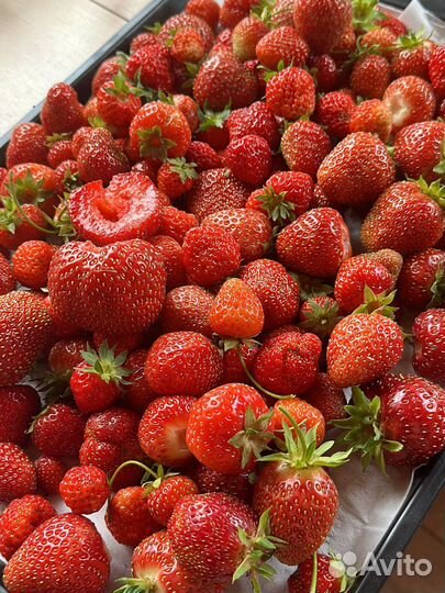 Кустики клубники/ усы клубники