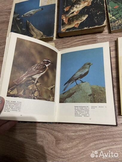Книги птицы,аквар.рыбы,животные