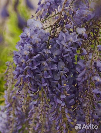 Глициния саженцы