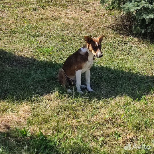 3 собаки в добрые руки