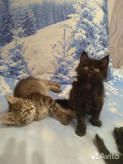 Котята в добрые руки