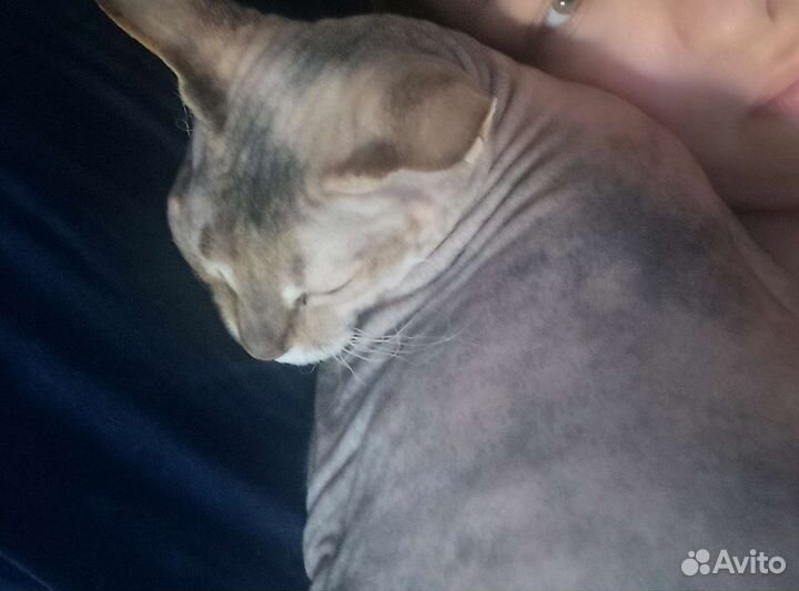 Донской сфинкс