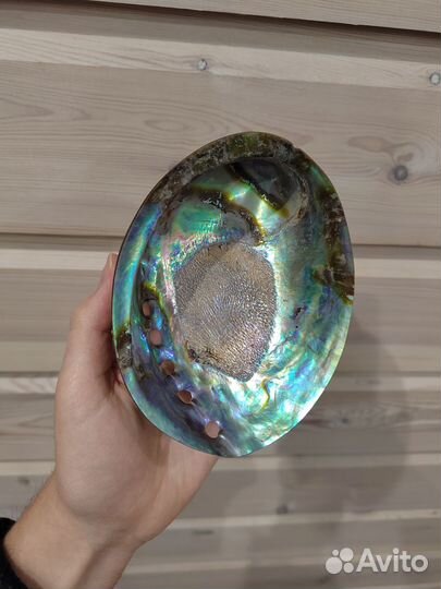 Морская раковина