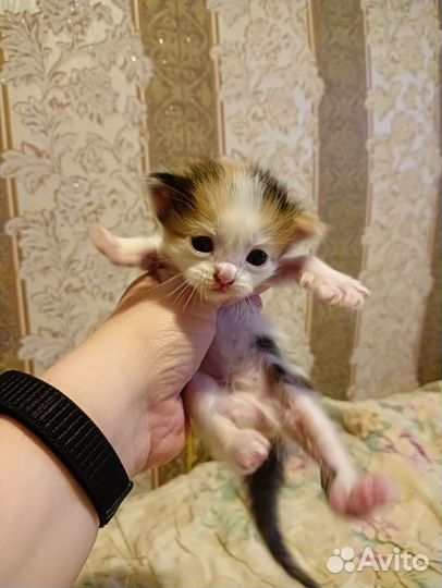 Котёнок девочка в добрые руки бесплатно