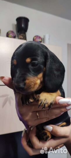 Щенки таксы