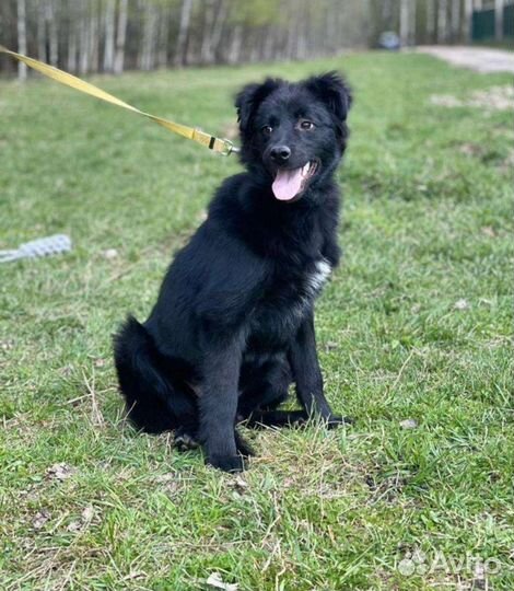 Щенок в добрые руки