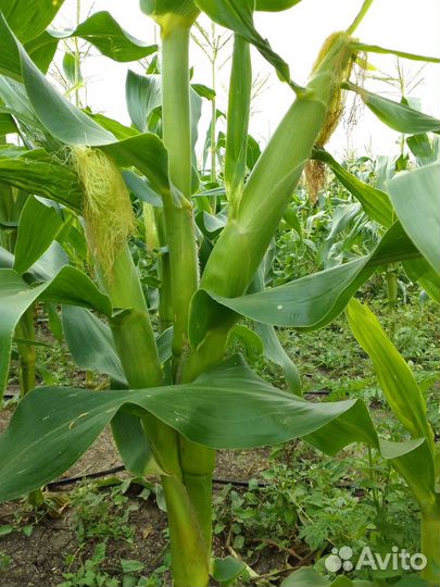 Кукуруза