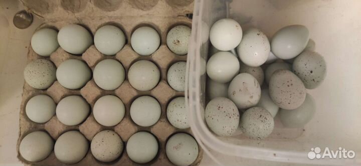 Яйца перепелиные на инкубацию и для еды