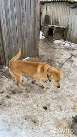 Отдам бесплатно