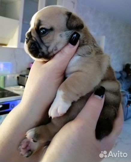 Английский бульдог