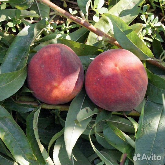 Саженцы персика Монро(Monroe)