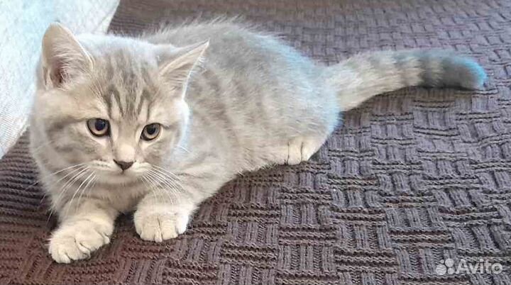 Шотландский котенок