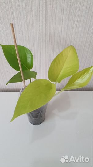 Сциндапсус (Эпипремнум)