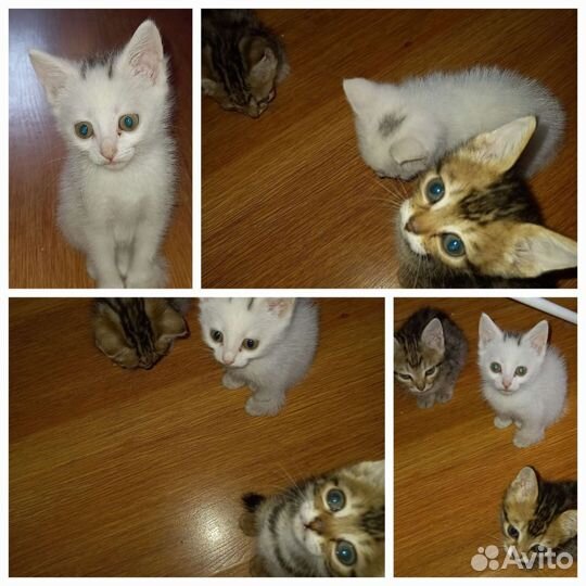 Кошки в добрые руки бесплатно