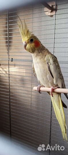Продам 2 попугая корелла с клеткой