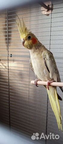 Продам 2 попугая корелла с клеткой