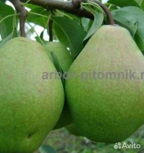 Саженцы груши Памяти Жегалова
