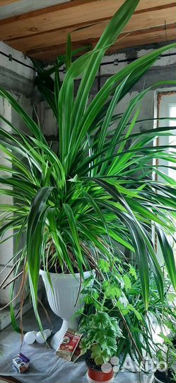 Пальма панданус