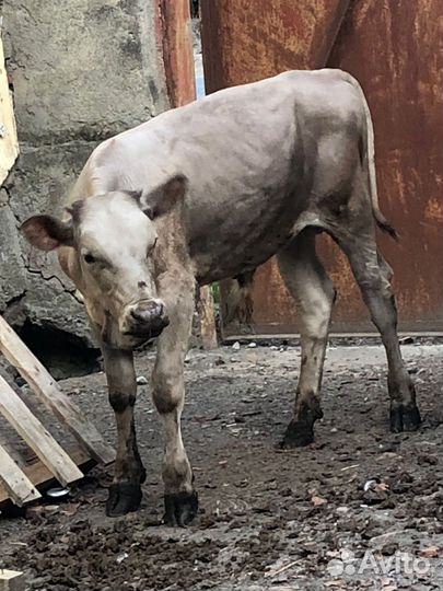 Бычёк и телочка