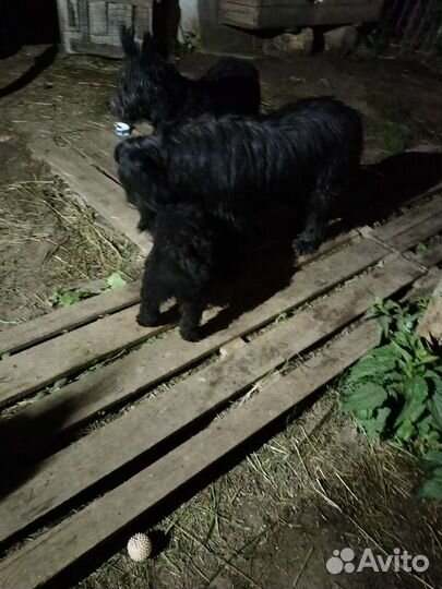 Собака в добрые руки щенок