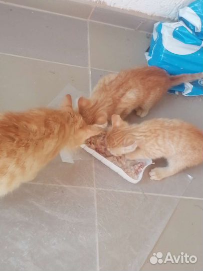 Рыжие котята