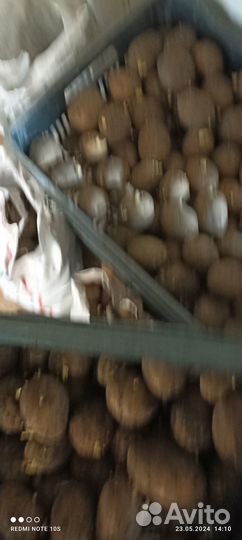 Продам семенной картофель