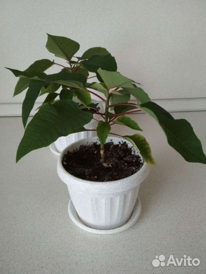 Пуансеттия