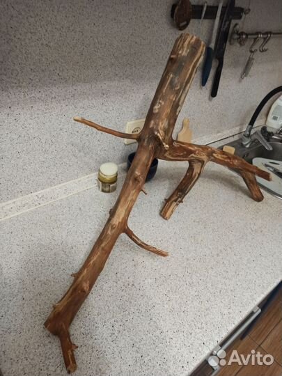 Коряга яблоня из дикого леса