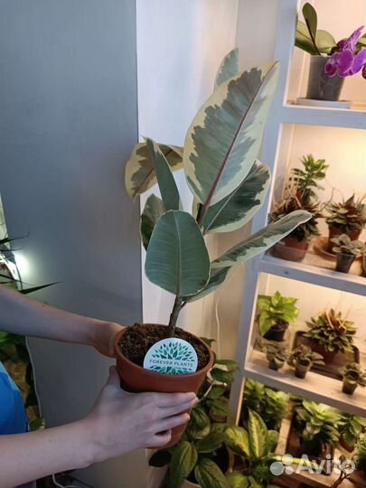 Фикус Тинеке. Пятнистый