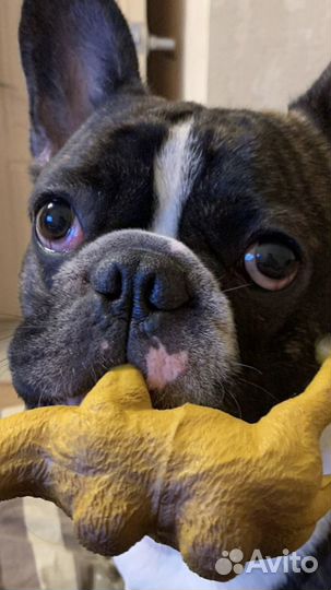 Вязка Французский бульдог