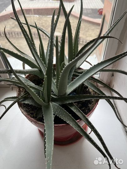 Алоэ, денежное дерево и щучий хвост