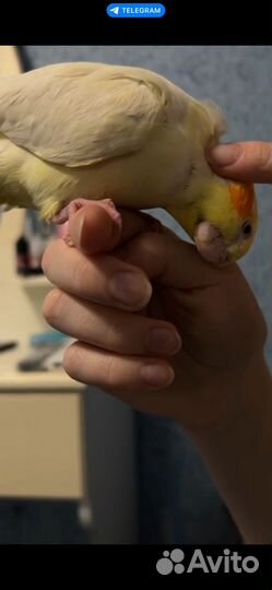 Попугай корелла