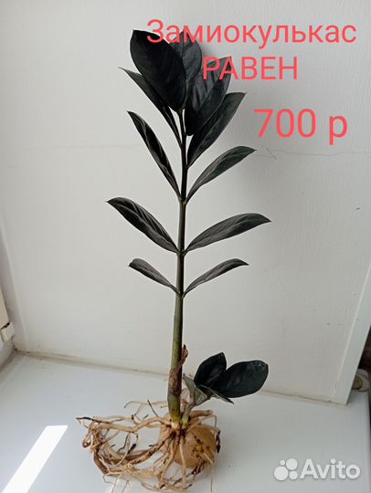 Замиокулькас