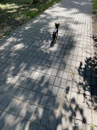 Йоркширский терьер вязка