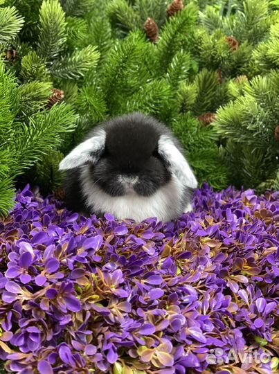 Кролики Доставка